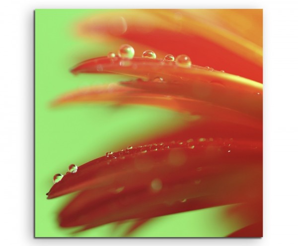 Naturfotografie Orange Blütenblätter auf Leinwand exklusives Wandbild moderne Fotografie für ihre